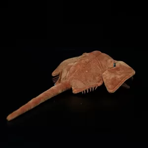 Deep Sea Horseshoe Crab Fish Plush